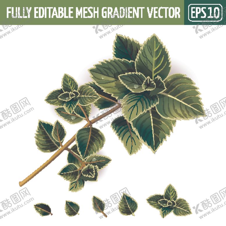 编号：47281009231839599215【酷图网】源文件下载-树叶