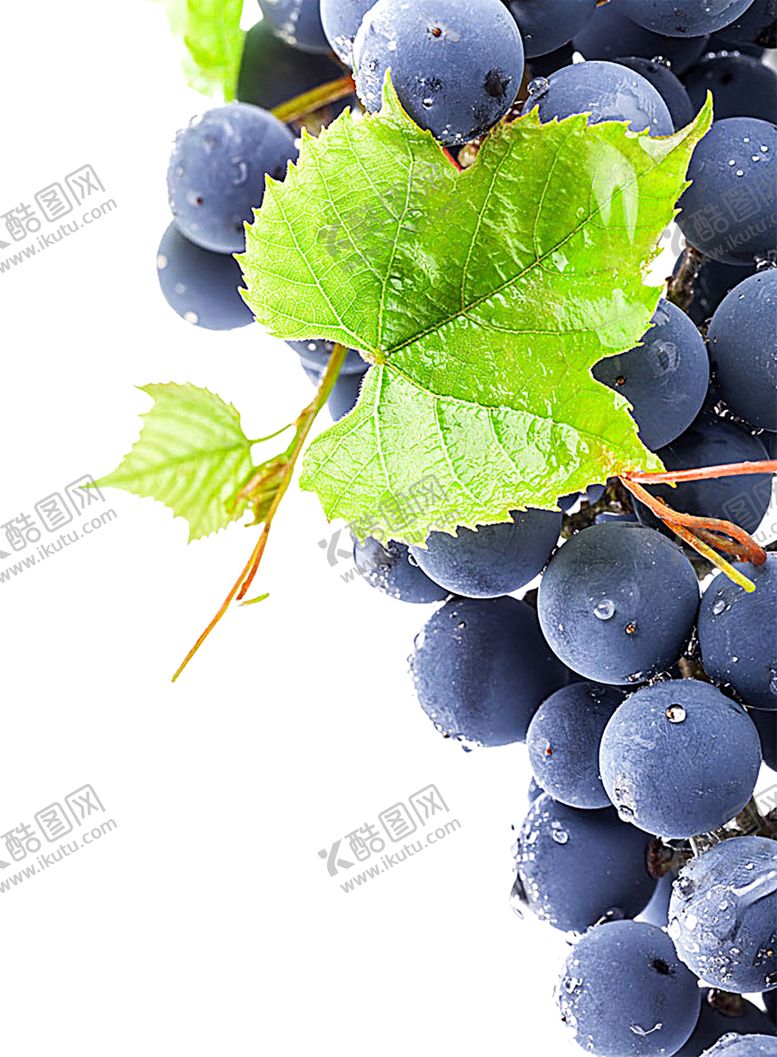 编号：29754309300437424825【酷图网】源文件下载-水果