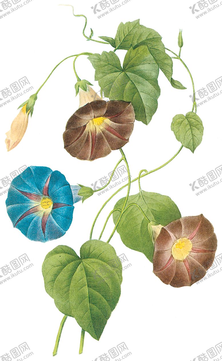 编号：41162809200137576904【酷图网】源文件下载-植物花卉油画装饰画