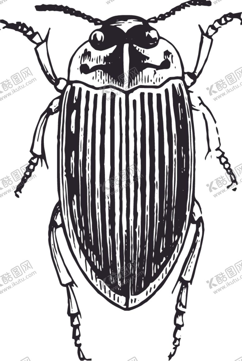 编号：42078809261201024453【酷图网】源文件下载-自然昆虫标本插画