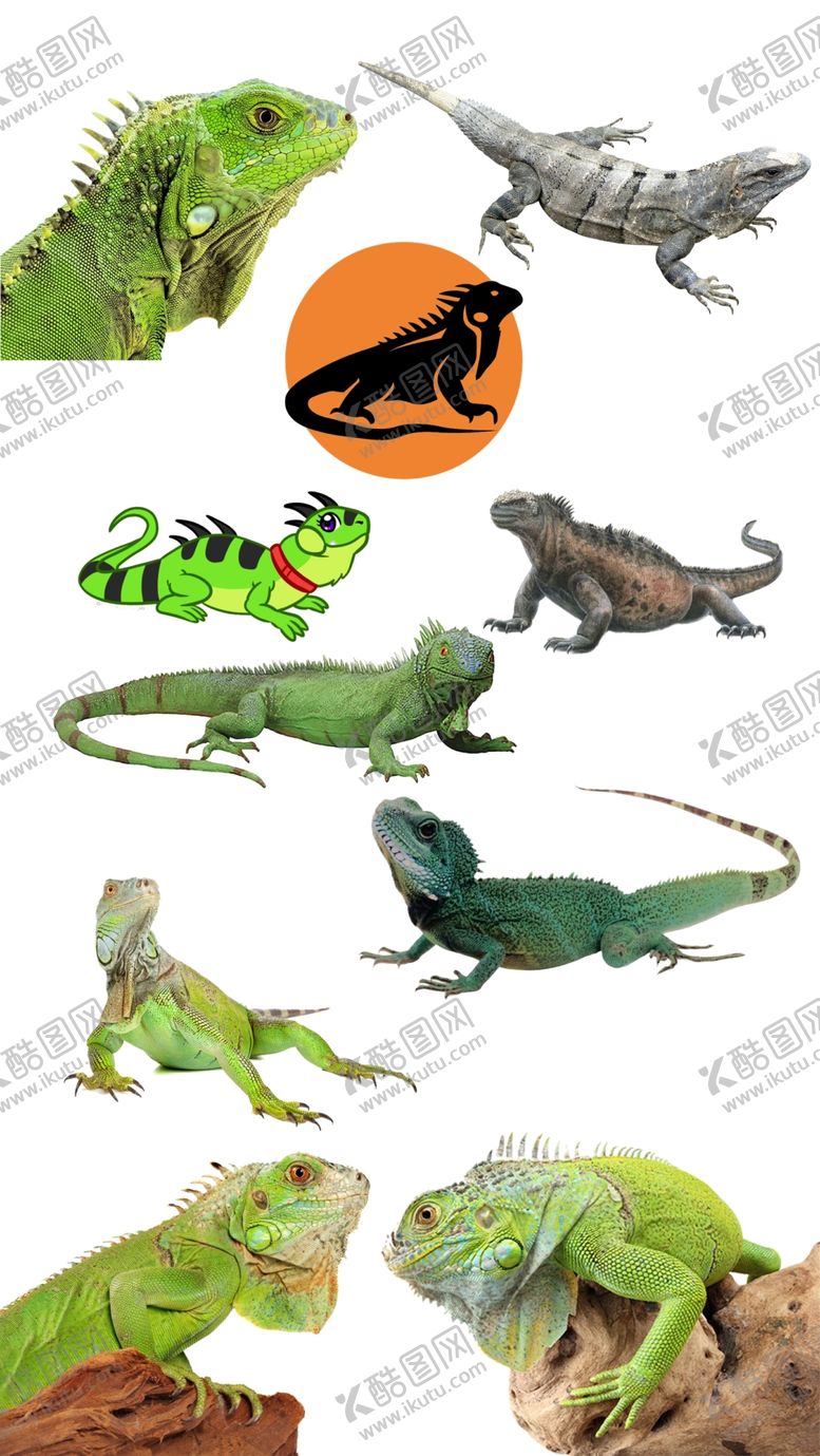 编号：95031610062116049670【酷图网】源文件下载-高清免扣鬣蜥蜥蜴素材