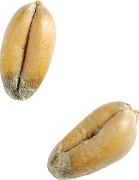透明小麦png素材
