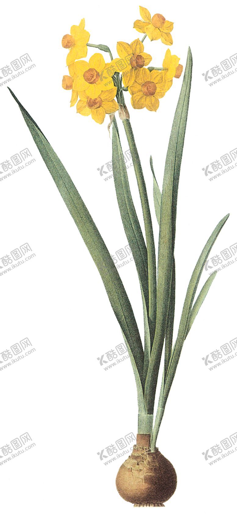 编号：40168407121530065540【酷图网】源文件下载-植物花卉油画装饰画