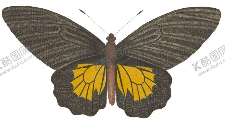 编号：11872910031615006712【酷图网】源文件下载-蝴蝶