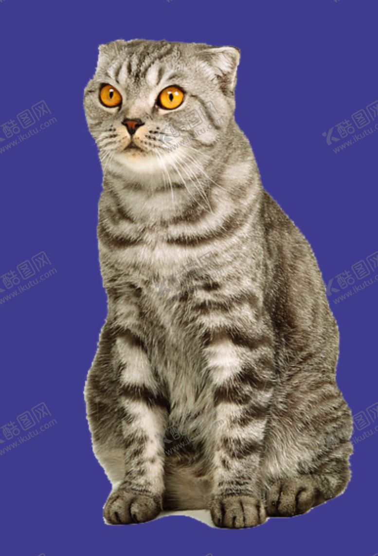 编号：96053002071732449120【酷图网】源文件下载-猫咪