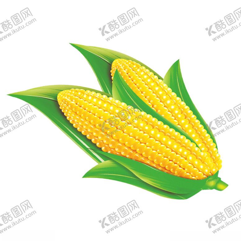 编号：70355701262129337280【酷图网】源文件下载-玉米