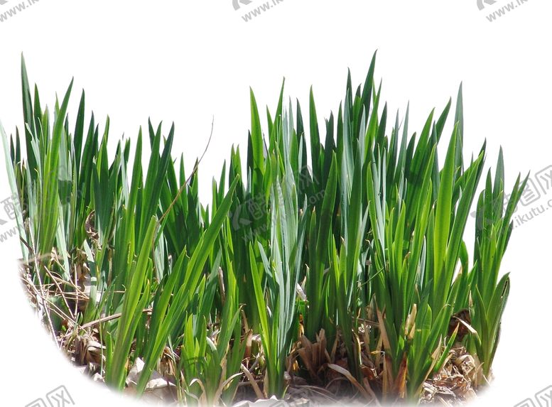 编号：73219910030022119831【酷图网】源文件下载-水仙花