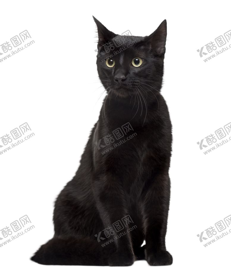 编号：94537805130001522322【酷图网】源文件下载-黑猫