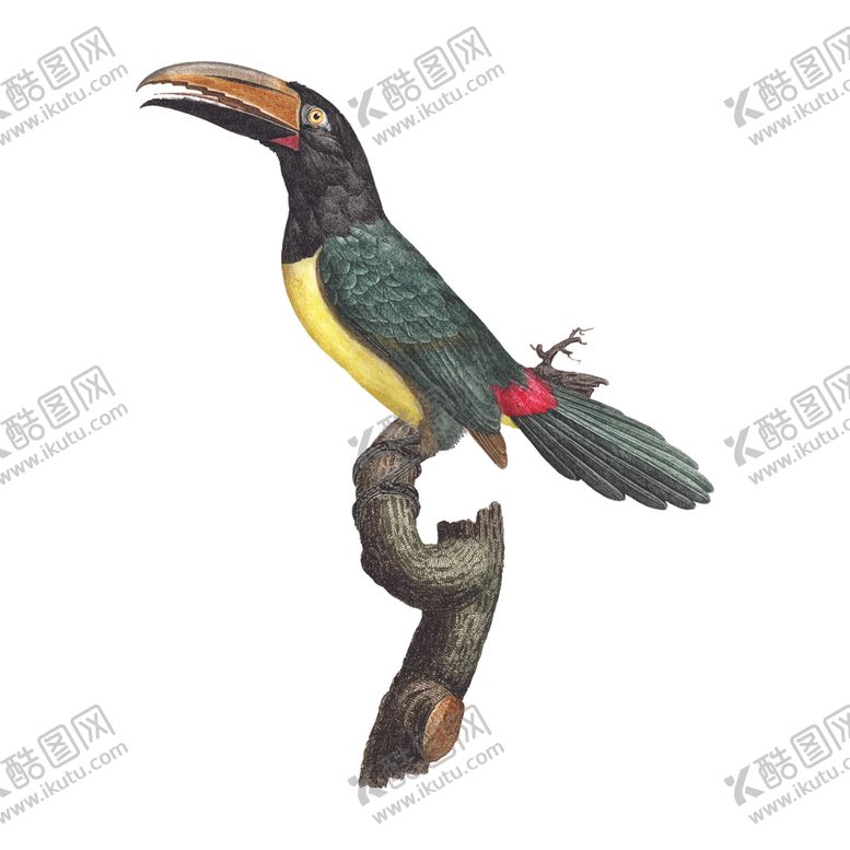 编号：29710505100524016393【酷图网】源文件下载-鸟类插画