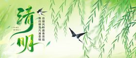 清明时节柳飞鸟翔图