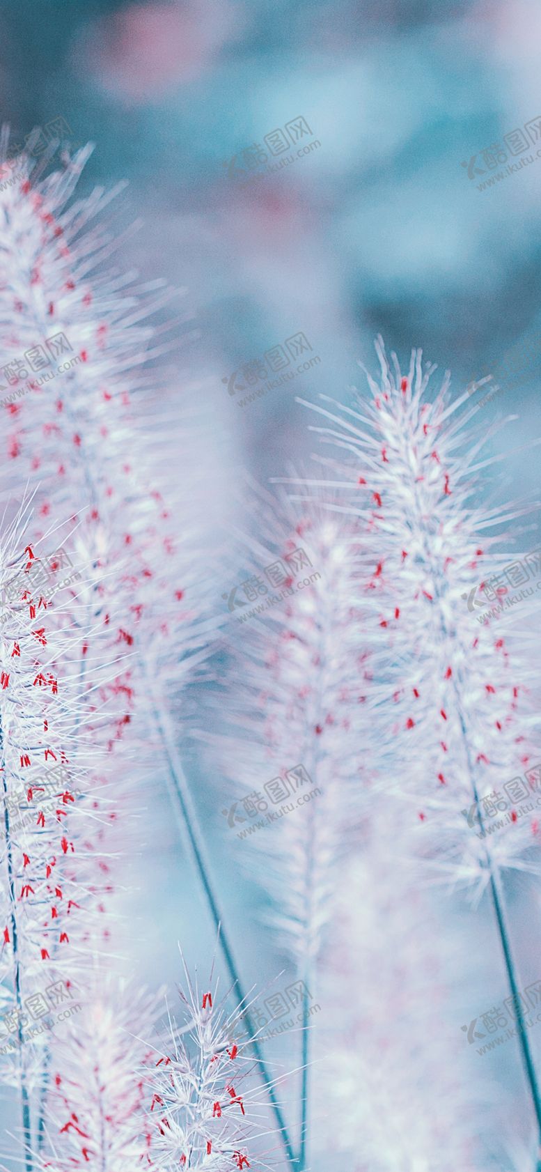 编号：42867209201330262862【酷图网】源文件下载-手机壁纸