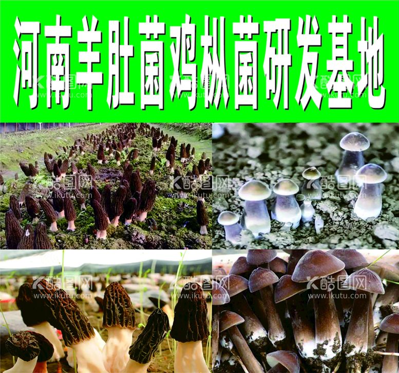 编号：58263112020731448442【酷图网】源文件下载-羊肚菌 招牌