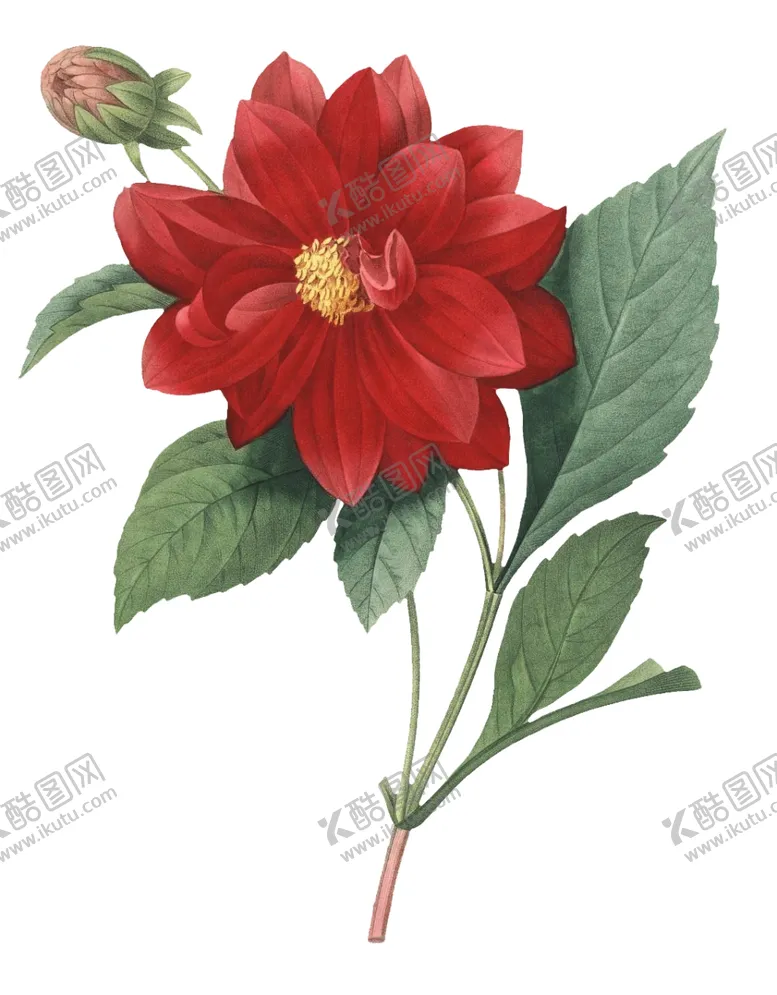 编号：54694807020244098846【酷图网】源文件下载-复古花