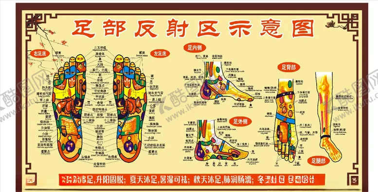 编号：72766904221133384812【酷图网】源文件下载-足部反射区示意图