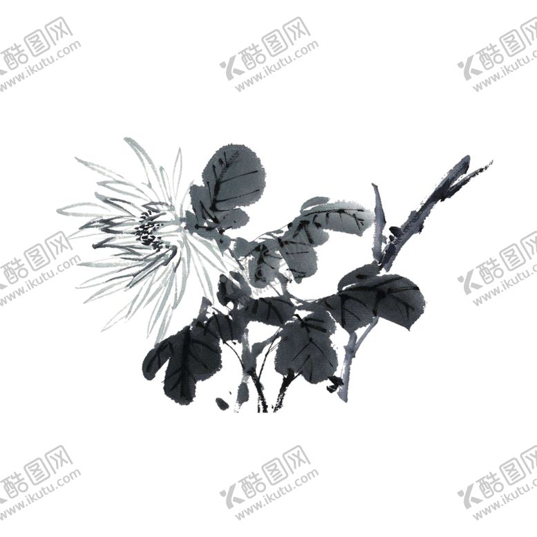 编号：83395107021724374569【酷图网】源文件下载-菊花素材