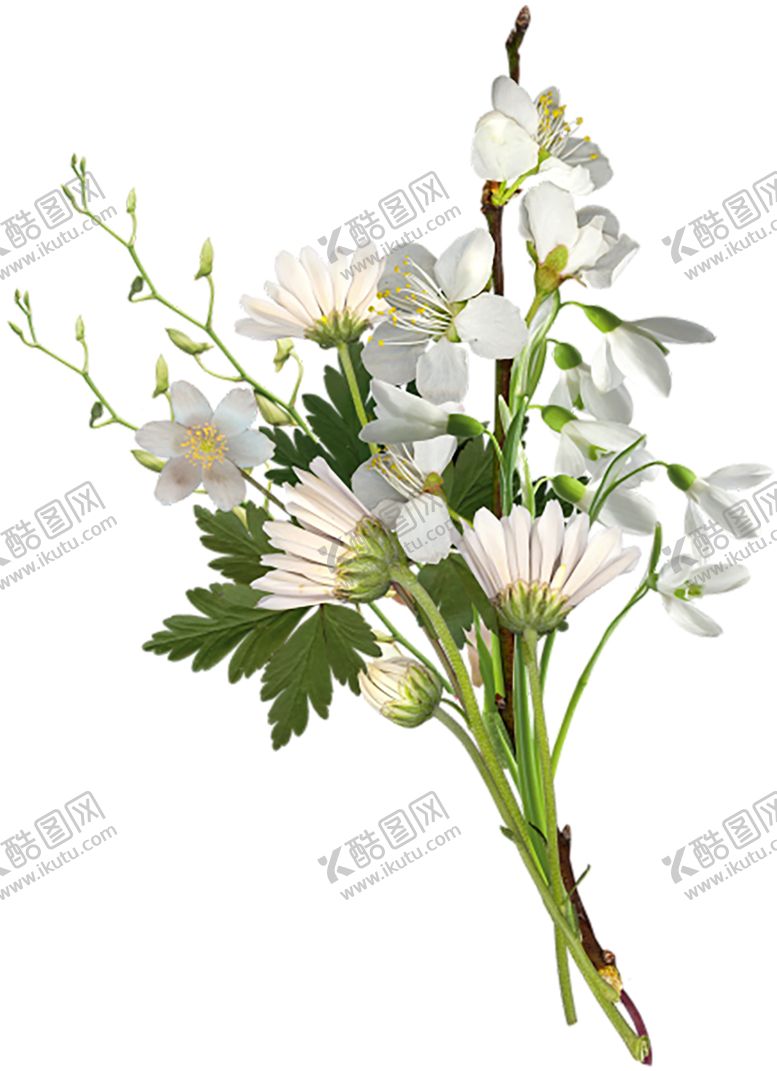 编号：82206407040235218725【酷图网】源文件下载-植物