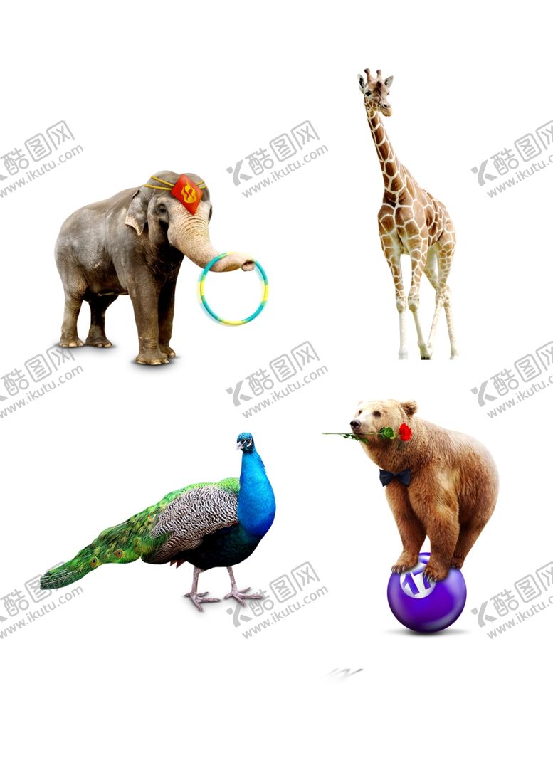 编号：30134906260810325623【酷图网】源文件下载-动物