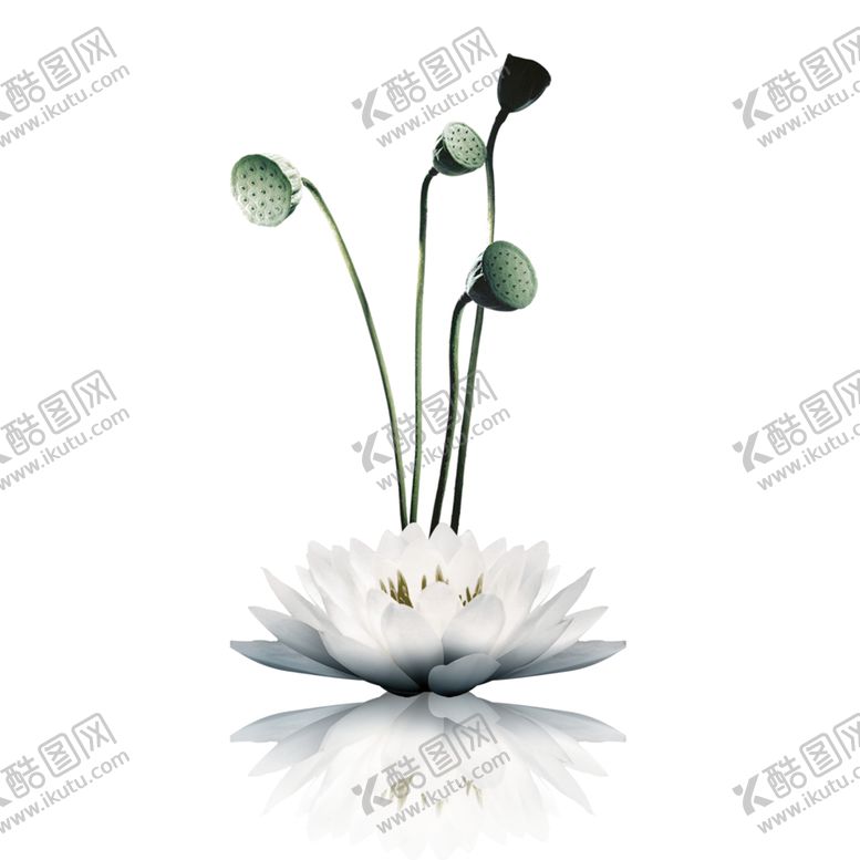 编号：75448107032048299267【酷图网】源文件下载-荷花