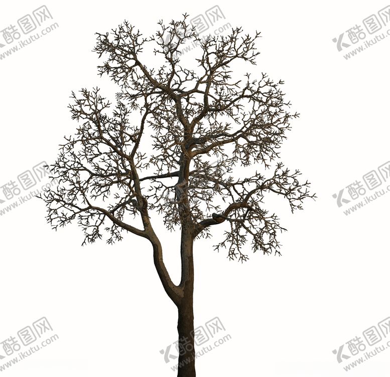 编号：52410809160531075981【酷图网】源文件下载-树林