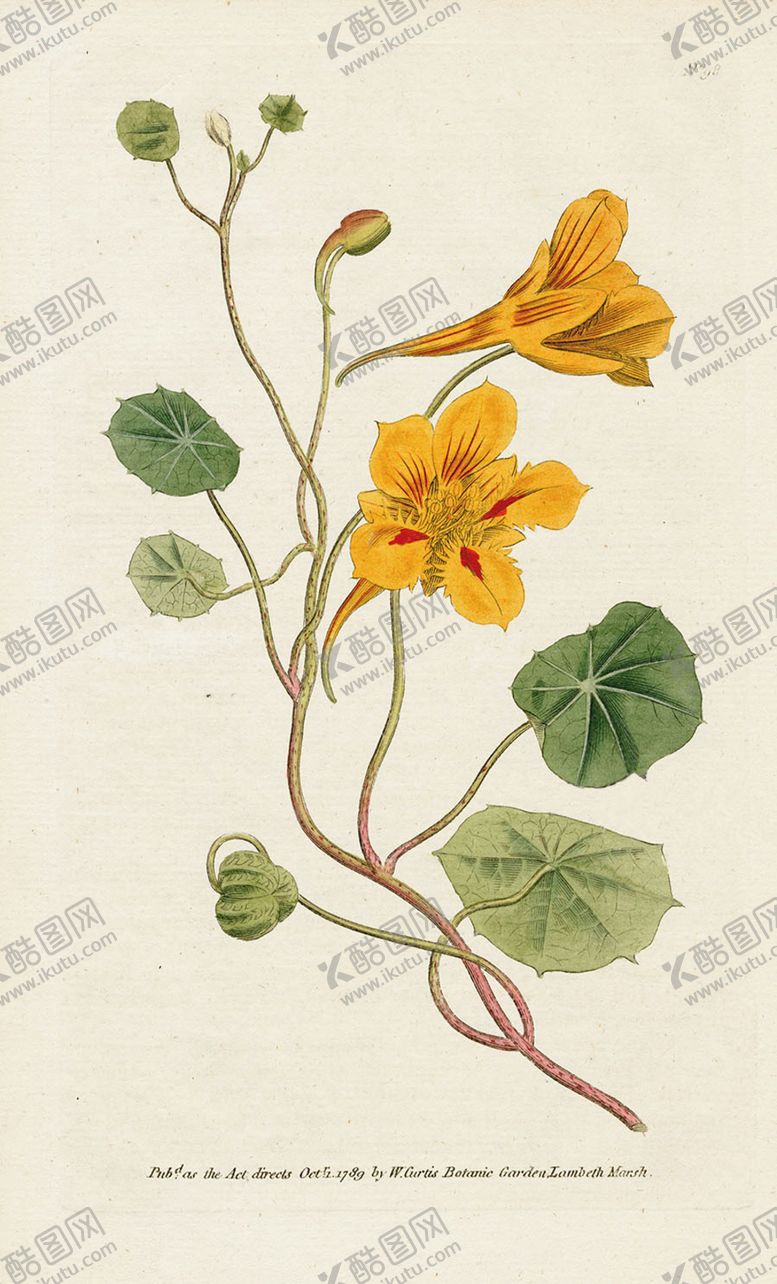 编号：90620705031613499071【酷图网】源文件下载-欧式复古色调花朵植物