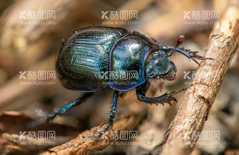 编号：25133012220706254131【酷图网】源文件下载-甲壳虫