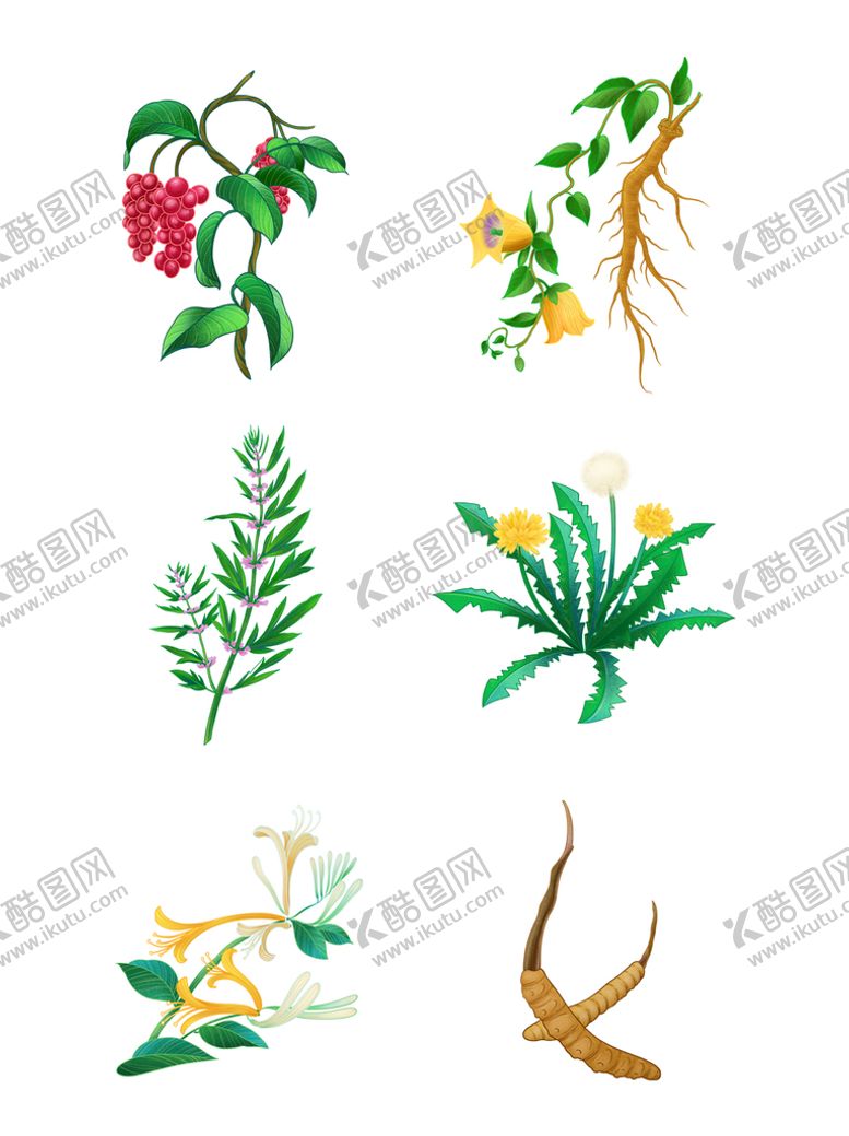 编号：36420109192046296738【酷图网】源文件下载-手绘药材