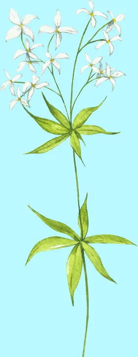 花卉树叶