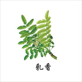 草本植物药材图片