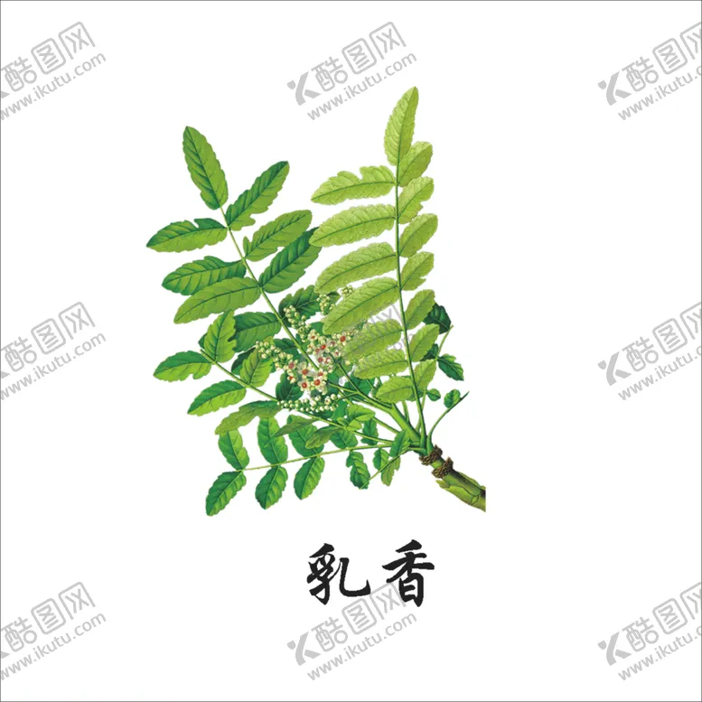 编号：25698003160453582921【酷图网】源文件下载-草本植物药材图片