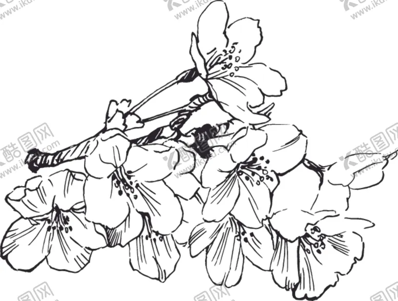 编号：62418507010308455784【酷图网】源文件下载-素描鲜花