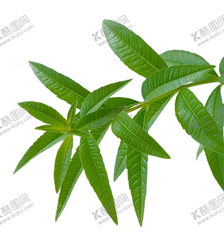 编号：63231311011921046371【酷图网】源文件下载-植物