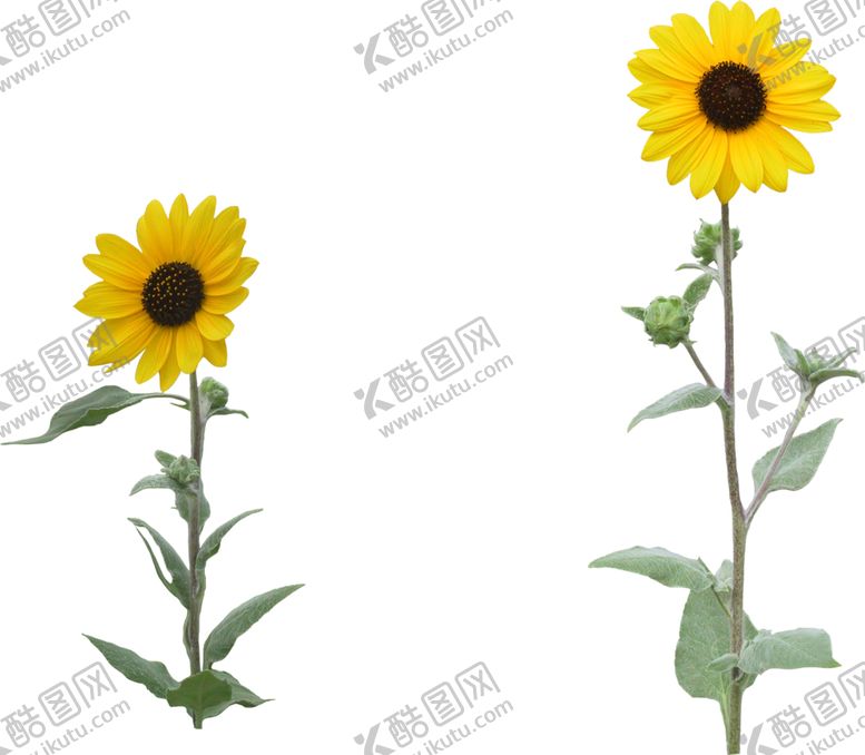 编号：94797807091653136151【酷图网】源文件下载-向日葵素材