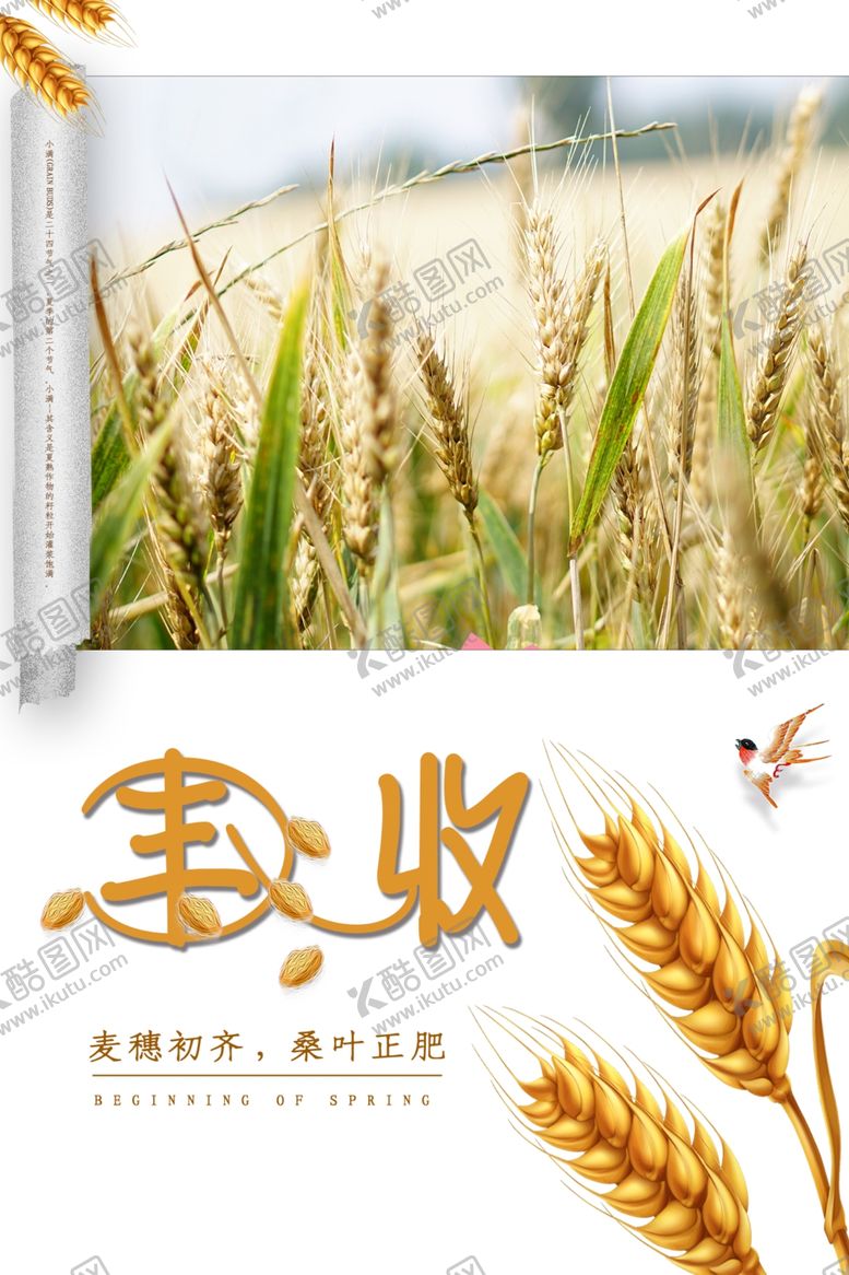 小麦种子海报宣传单背景种子促销彩页