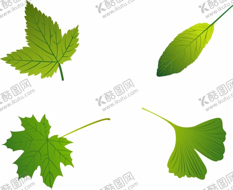 编号：32369512221603312406【酷图网】源文件下载-矢量树叶